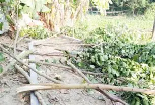 মতলবের দণি লাধিক টাকার গাছের চারা কর্তন