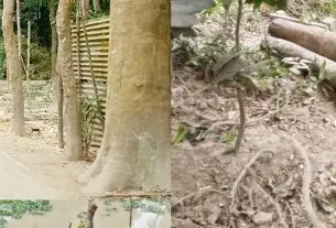 চাঁদপুরের কল্যাণপুরে সরকারি গাছ কাটার অভিযোগ, তদন্তে প্রশাসন