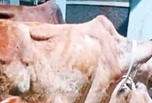 কচুয়ায় খামার থেকে চারটি গরু চুরি, থানায় অভিযোগ