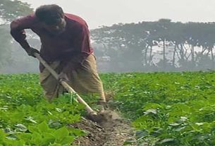 চাঁদপুরে আবাদ বেড়েছে আলুর, বাম্পার ফলনের আশা