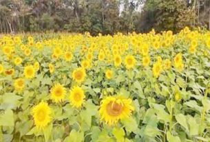 মতলব উত্তরে জনপ্রিয় হয়ে উঠছে সূর্যমুখী চাষ