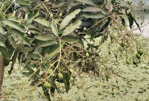 ফরিদগঞ্জে বৃষ্টির অভাবে আমের গুঁটি ঝরে পড়ছে