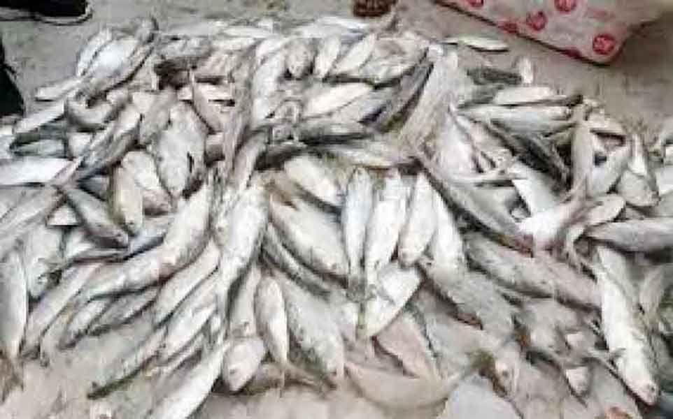 চাঁদপুরে পিকআপ ভর্তি ৬০০ কেজি জাটকা জব্দ, আটক ২ জন