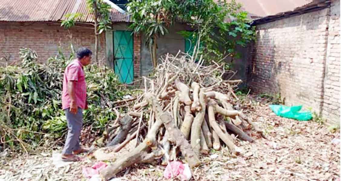 মতলব জেবি সরকারি বিদ্যালয়ে গাছ কাটা নিয়ে স্থানীয়দের প্রতিবাদ