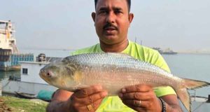 পদ্মা নদীর ২ কেজির ইলিশ সাড়ে আট হাজার টাকায় বিক্রি!