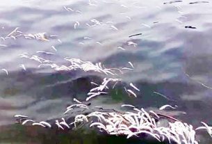 মেঘনা নদীতে আবারও মাছের মৃত্যু, দূষণে বিপর্যস্ত চাঁদপুরের জলজ পরিবেশ