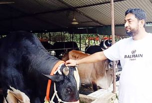 কোরবানির ঈদ সামনে রেখে সাবেক চেয়ারম্যান মোজাম্মেলের খামারে প্রস্তুত ২শ’র বেশি গরু-মহিষ