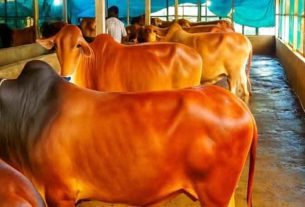 শাহরাস্তিতে কোরবানির পশুর চাহিদা ১৭ হাজার প্রস্তুত আছে ১২ হাজার