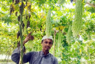 করলা চাষে দৃষ্টান্ত স্থাপন করলেন কচুয়ার তাজুল ইসলাম
