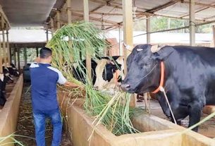 চাঁদপুরে কোরবানির জন্য প্রস্তুত ৬২ হাজার পশু, চাহিদা ৭৬ হাজারের বেশী
