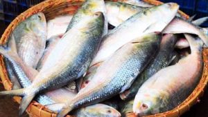 নির্ভরযোগ্য অনলাইন ইলিশ বিক্রিতে নিবন্ধন বাধ্যতামূলক, চাঁদপুর জেলা প্রশাসনের উদ্যোগ