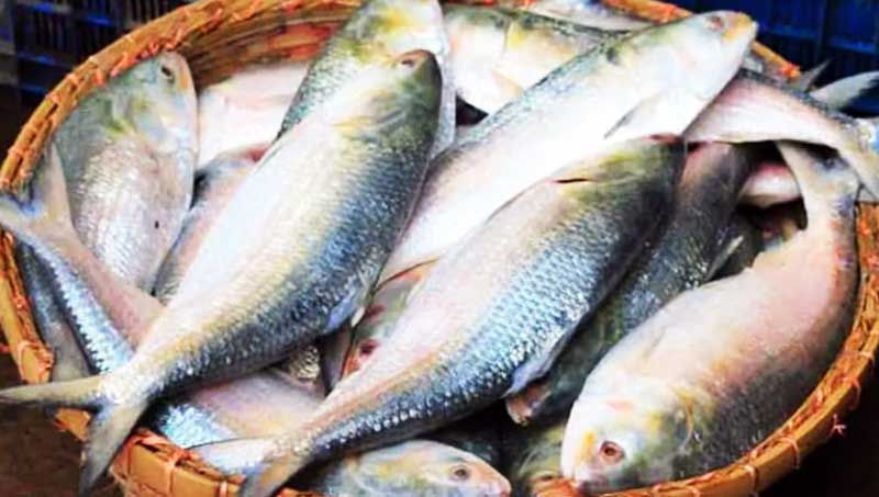 নির্ভরযোগ্য অনলাইন ইলিশ বিক্রিতে নিবন্ধন বাধ্যতামূলক, চাঁদপুর জেলা প্রশাসনের উদ্যোগ