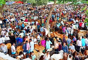 ঈদ উপলক্ষে চাঁদপুরের বৃহত্তম পশুর হাট বসছে সফরমালীতে
