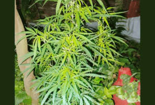 ফরিদগঞ্জে নার্সারির আড়ালে গাঁজা চাষ, সেনা অভিযানে গাছ উদ্ধার