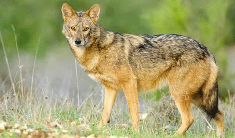 শিয়ালের আক্রমণে হাজীগঞ্জে আহত ১০, দুজনের অবস্থা আশঙ্কাজনক