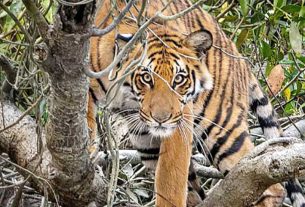 বাবাকে হারিয়ে হয়েছেন সুন্দরবনের কিংবদন্তি বাঘশিকারি