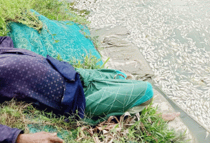 কচুয়ায় রাতের আঁধারে পুকুরে বিষ দিয়ে বিপুল পরিমাণ মাছ নিধনের অভিযোগ, এলাকায় চরম উত্তেজনা