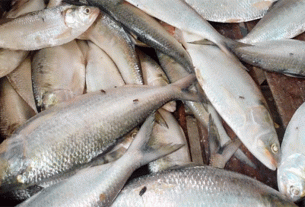 ইলিশের দাম নির্ধারণে প্রধান উপদেষ্টার সম্মতি