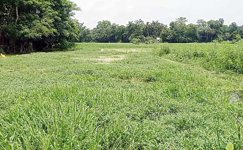 কচুয়ায় পানি নিষ্কাশনের অভাবে তিন শতাধিক বিঘা ফসলি জমি পানির নিচে