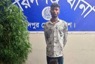 বেগুন ক্ষেতের আড়ালে গাঁজা চাষ, ফরিদগঞ্জে যুবক গ্রেপ্তার