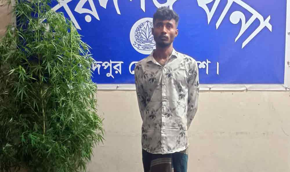 বেগুন ক্ষেতের আড়ালে গাঁজা চাষ, ফরিদগঞ্জে যুবক গ্রেপ্তার