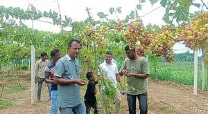 শখের আঙুর চাষে সাফল্য, বদলে গেছে চুয়াডাঙ্গার সজলের জীবন