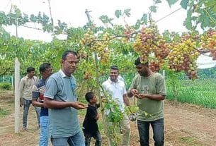 শখের আঙুর চাষে সাফল্য, বদলে গেছে চুয়াডাঙ্গার সজলের জীবন