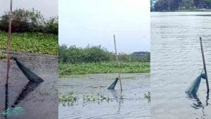 প্রশাসনের নাকের ডগায় ডাকাতিয়ায় রিং জালের দৌরাত্ম্য