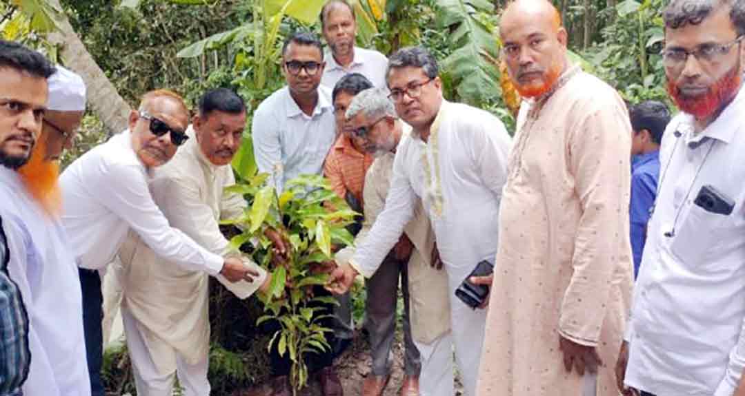হাইমচরে প্রাথমিক বিদ্যালয়ে বৃক্ষরোপণ কর্মসূচির উদ্বোধন