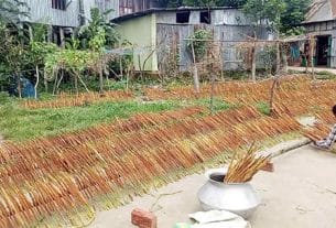 হাইমচরে হোগল সংগ্রহে ব্যস্ত চরাঞ্চলের শতাধিক কৃষক