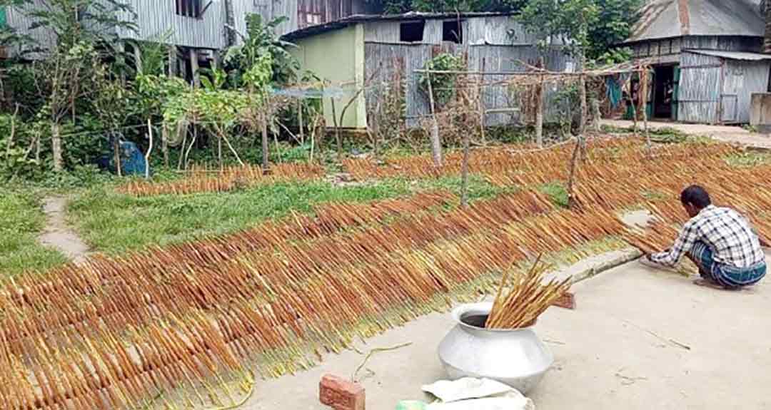 হাইমচরে হোগল সংগ্রহে ব্যস্ত চরাঞ্চলের শতাধিক কৃষক