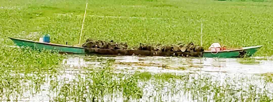ফরিদগঞ্জে ফসলি জমির মাটি বিক্রির অভিযোগে প্রশাসনের হস্তক্ষেপ