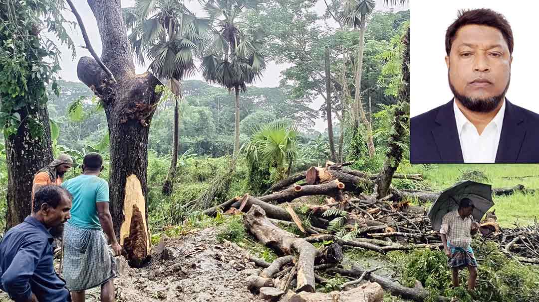 পাউবোর গাছ বিক্রির অভিযোগে ফরিদগঞ্জ থানায় লিখিত অভিযোগ
