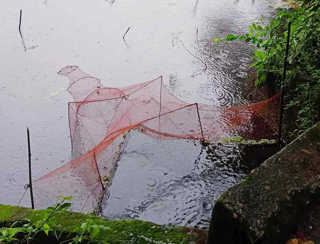 সুতার আড়ালে মতলবে নিষিদ্ধ চায়না দুয়ারি জালের গোপন বাণিজ্য