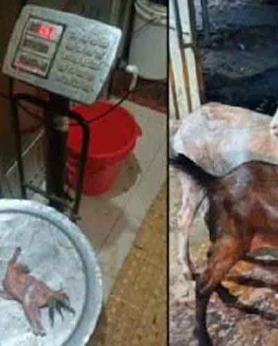 পালবাজারের মুরগি ব্যবসায়ী ও ফরিদগঞ্জের কসাইয়ের বিরুদ্ধে প্রতারণার অভিযোগ