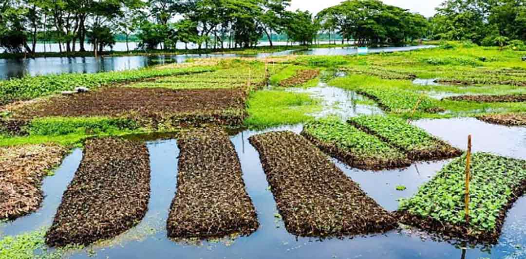 ভাসমান ধাপে কচুরিপানা বদলাচ্ছে ফরিদগঞ্জের কৃষকের ভাগ্য